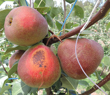 Fruit with sun damage symptoms